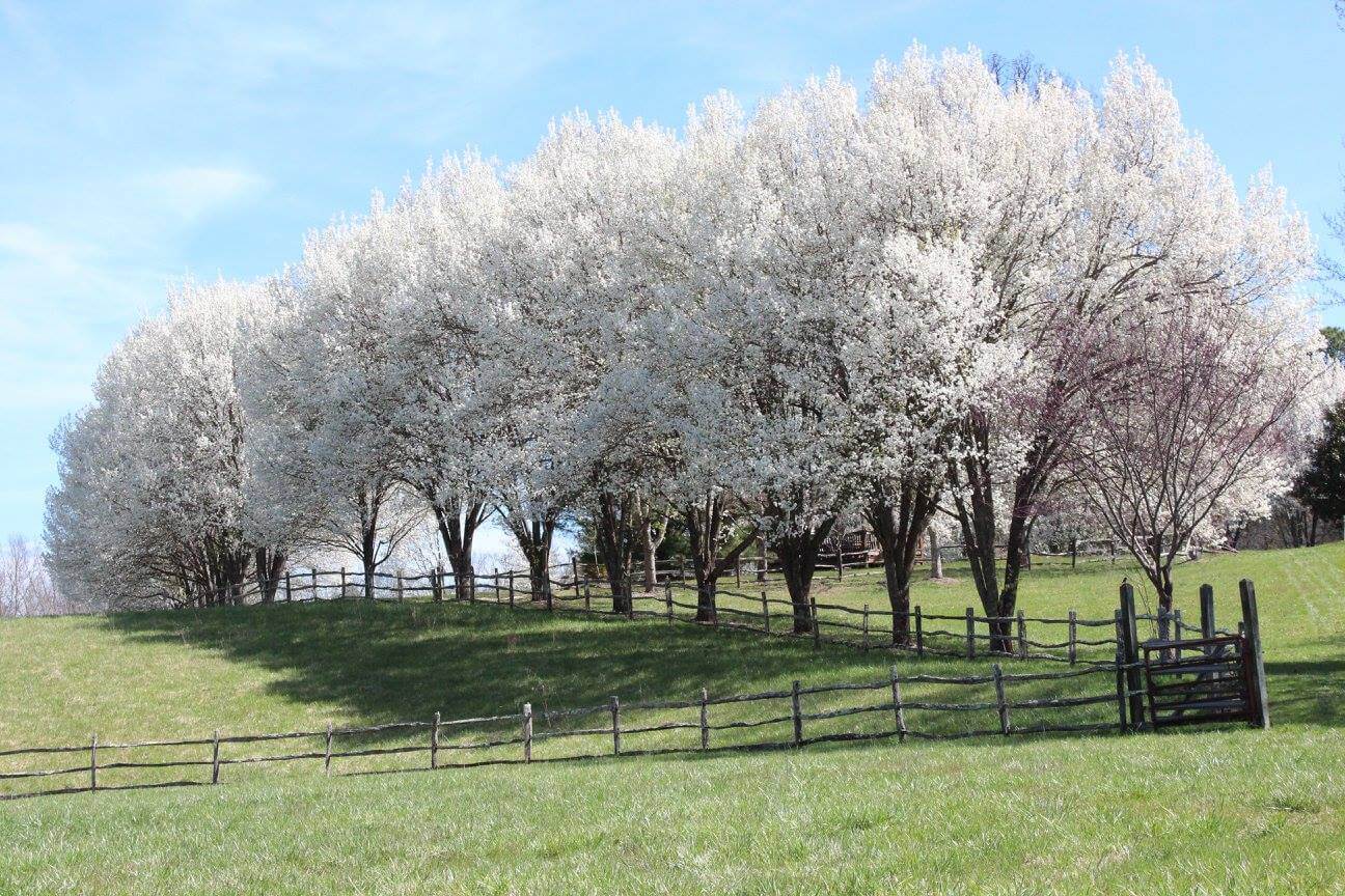 Trees Along Horse Field